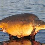 Heron-carpe-33kgs-6