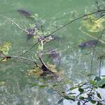 Etang-aquadev-10