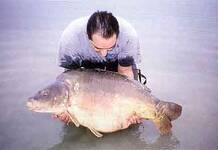 Carpe miroir 34,400 Kgs – Lac de la Forêt d’Orient – Jerôme Gigault Carpe record du lac d'Orient
