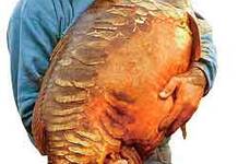 Carpe miroir 35,400 Kgs – Lac de Sarulesti – Robert Raduta Carpe miroir 35,400 Kgs - Lac de Sarulesti - Robert Raduta