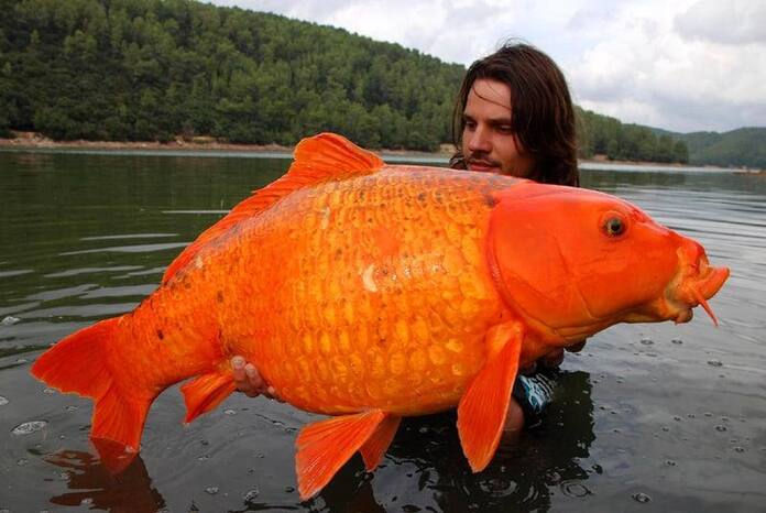 Record Koi