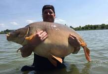 Nouveau record du monde : Carpe miroir de 47,6 kgs