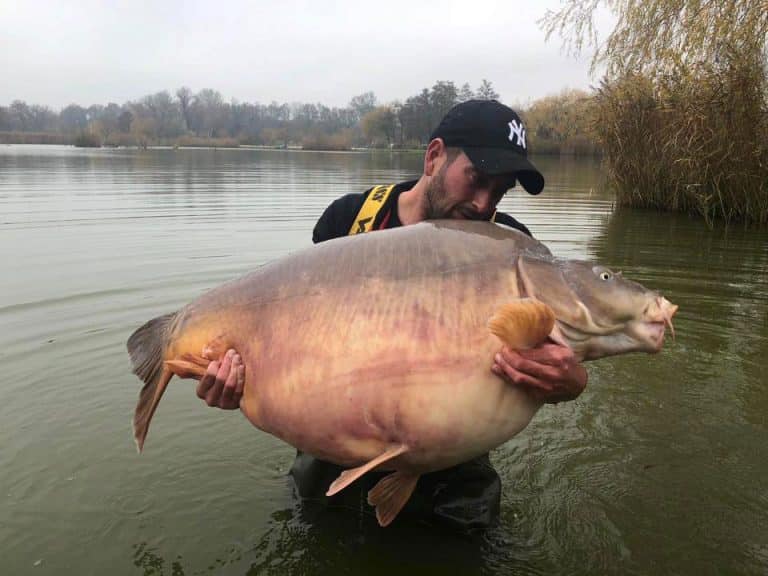 Carpe miroir 51,200 Kilos Lac privé Euro Aqua Michel Schoenmakers Carpe miroir 51,200 Kilos Lac privé Euro Aqua Michel Schoenmakers