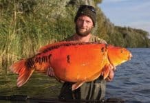 Nemo, la carpe koi la plus connue de Belgique, est morte ! Nemo - Darrell Peck
