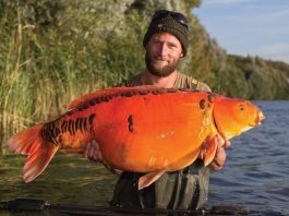 Nemo - Darrell Peck