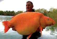 Carpe Koï record de 30.5Kgs – Blue Water Lakes – Andy Hackett Carpe Koï record de 30.5Kgs – Blue Water Lakes - Andy Hackett