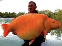 Carpe Koï record de 30.5Kgs – Blue Water Lakes - Andy Hackett