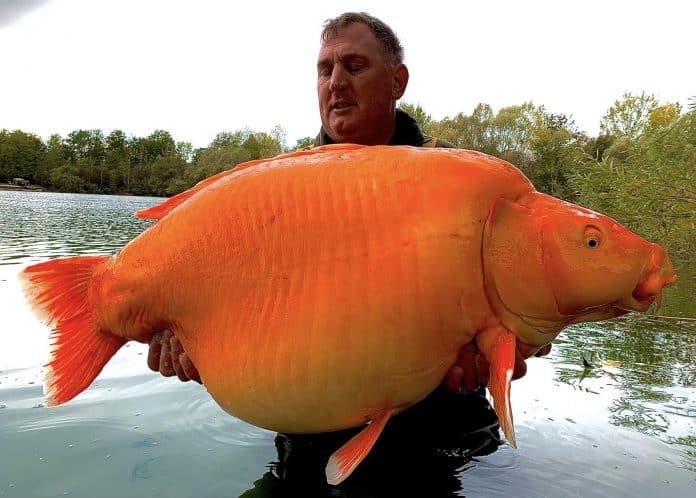 Carpe Koï record de 30.5Kgs – Blue Water Lakes - Andy Hackett