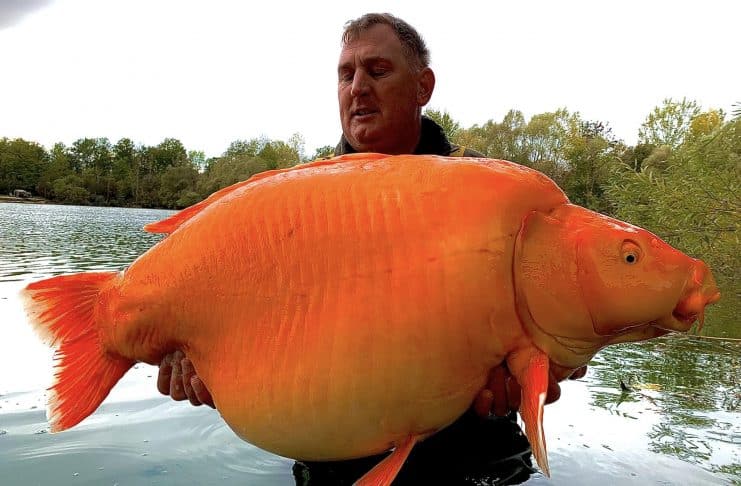 Carpe Koï record de 30.5Kgs – Blue Water Lakes - Andy Hackett