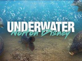 Korda UNDERWATER - Norton Disney