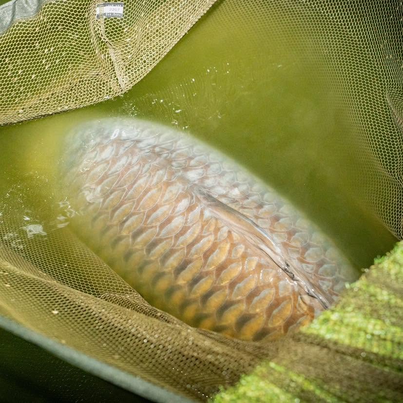 carpe commune record euro aqua 52 kg